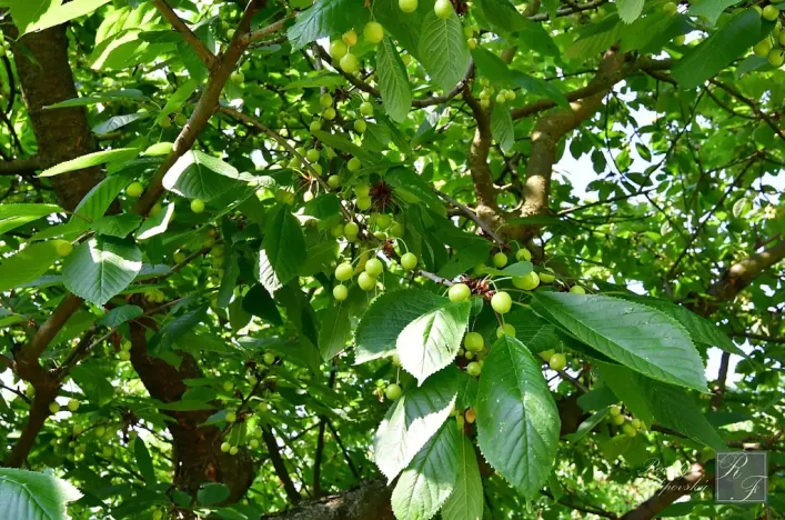 Prodej chaty, Dolní Zálezly, 37 m2