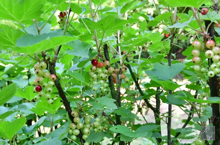 Prodej chaty, Dolní Zálezly, 37 m2