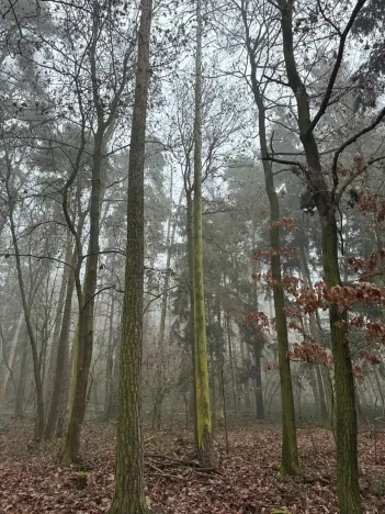 Prodej lesa, Milavče, 5759 m2