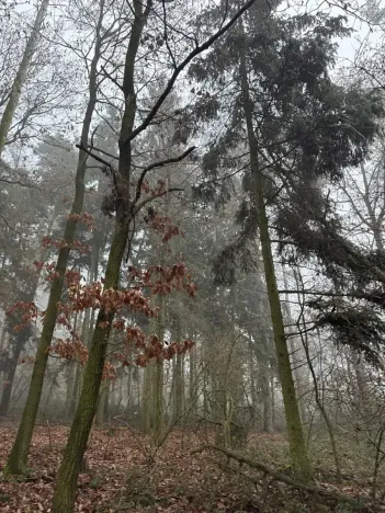 Prodej lesa, Milavče, 5759 m2