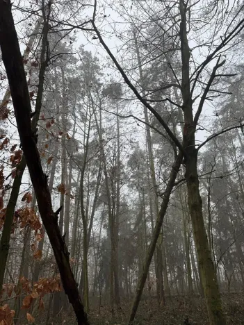 Prodej lesa, Milavče, 5759 m2