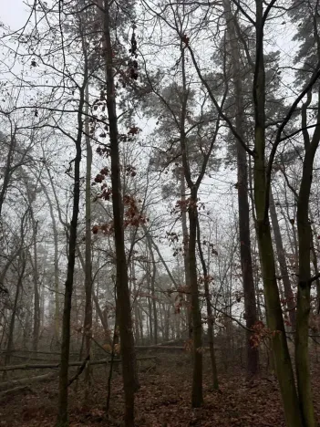 Prodej lesa, Milavče, 5759 m2