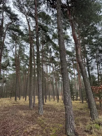 Prodej lesa, Libotenice, 63021 m2