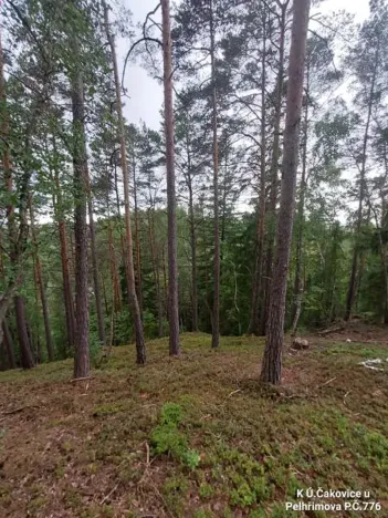 Prodej lesa, Pelhřimov, 14638 m2