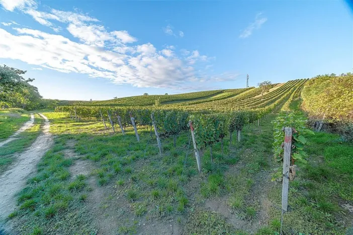 Prodej ostatní, Čejkovice