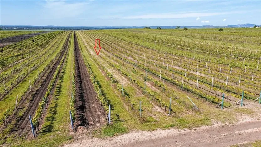 Prodej pole, Velké Bílovice, 3706 m2