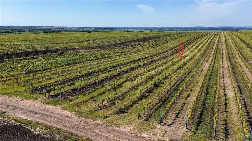 Prodej pole, Velké Bílovice, 3706 m2