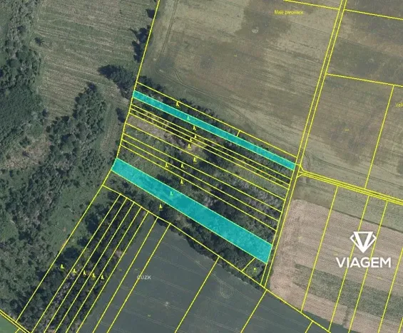 Prodej lesa, Bačice, 8463 m2