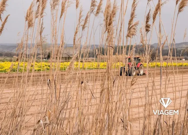 Prodej podílu pole, Cetechovice, 4266 m2