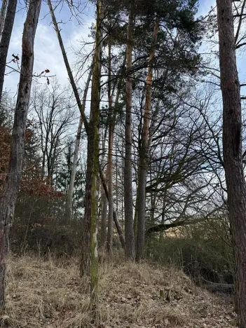 Prodej lesa, Klatovy, 8497 m2