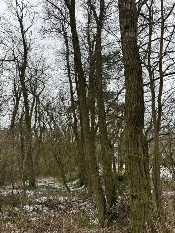 Prodej podílu lesa, Dolní Beřkovice, 1050 m2