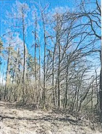 Prodej lesa, Neurazy, 727 m2