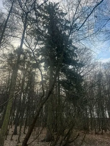 Prodej lesa, Jílové u Prahy, 15458 m2