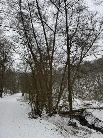 Prodej lesa, Chotiměř, 26763 m2