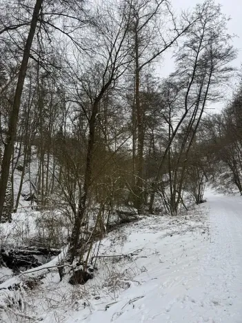 Prodej lesa, Chotiměř, 26763 m2