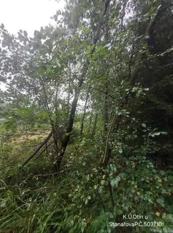 Prodej lesa, Otín, 928 m2