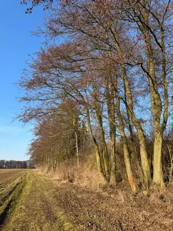 Prodej lesa, Nový Malín, 8466 m2