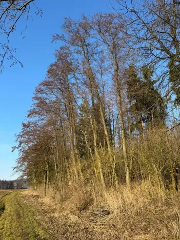 Prodej lesa, Nový Malín, 8466 m2