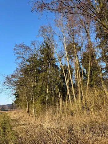 Prodej lesa, Nový Malín, 8466 m2