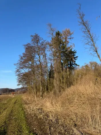 Prodej lesa, Nový Malín, 8466 m2