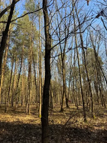Prodej lesa, Týniště nad Orlicí, 6788 m2