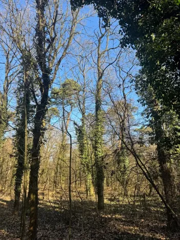 Prodej podílu lesa, Kolín, 877 m2