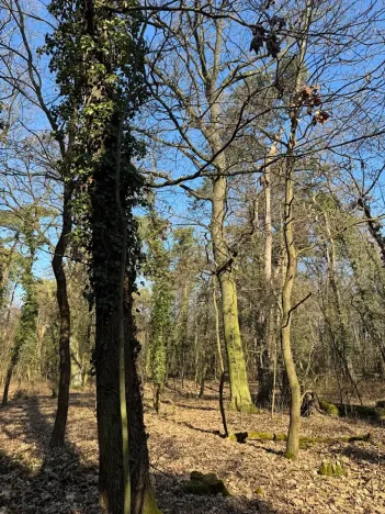 Prodej podílu lesa, Kolín, 877 m2