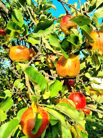 Prodej zahrady, Stružnice, 428 m2