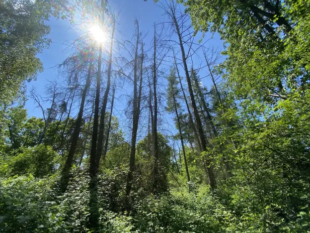 Prodej lesa, Kropáčova Vrutice - Sušno, 15167 m2