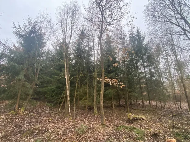 Prodej lesa, Blížejov - Lštění, 6627 m2