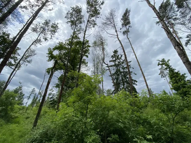 Prodej lesa, Blížejov - Lštění, 4481 m2