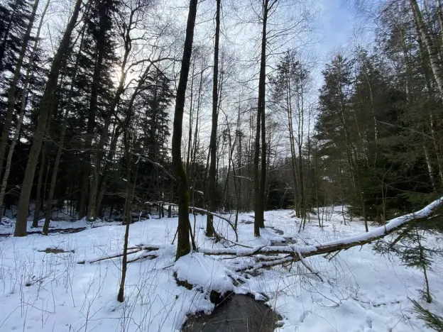 Prodej pozemku, Volfířov - Brandlín, 5958 m2