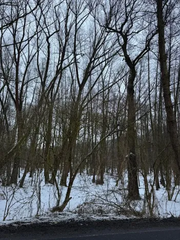 Prodej lesa, Kralupy nad Vltavou, 20392 m2