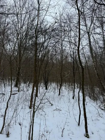 Prodej lesa, Kralupy nad Vltavou, 20392 m2