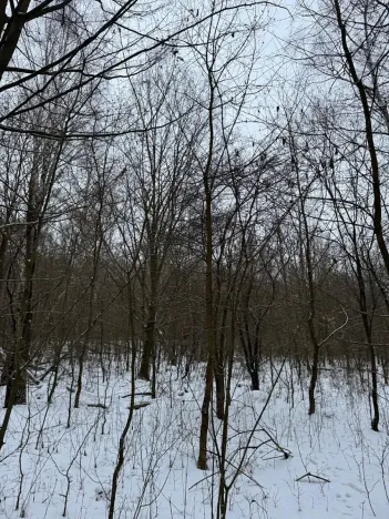 Prodej lesa, Kralupy nad Vltavou, 20392 m2