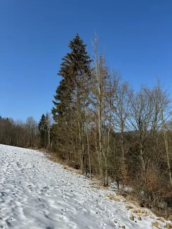 Prodej lesa, Zborov, 6700 m2