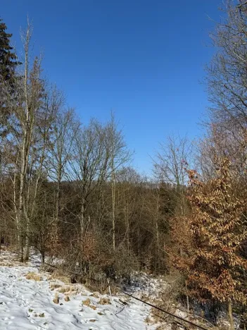 Prodej lesa, Zborov, 6700 m2