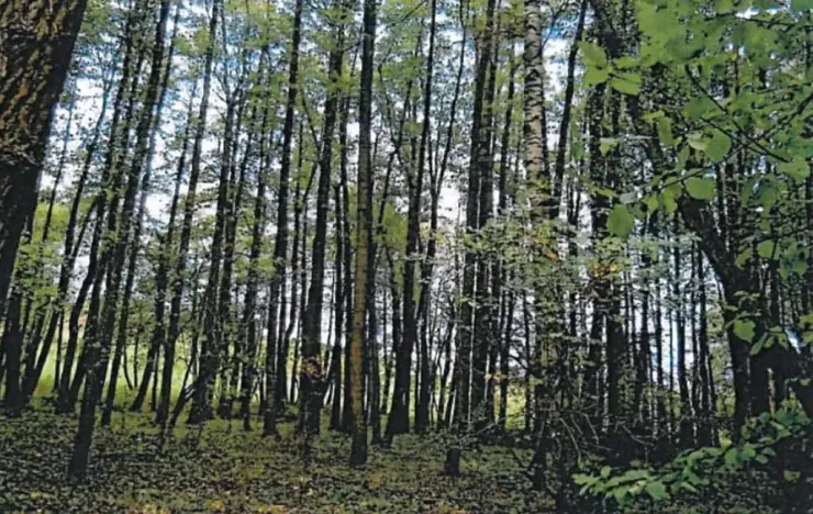 Prodej lesa, Štoky, 6941 m2