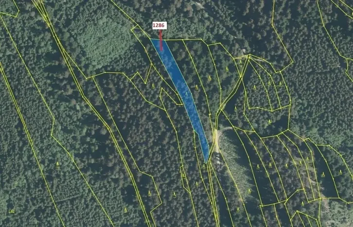 Dražba lesa, Lačnov, 2442 m2