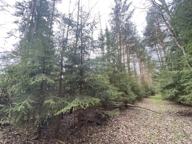 Prodej pozemku, Volfířov - Brandlín, 5958 m2