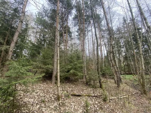 Prodej pozemku, Volfířov - Brandlín, 5958 m2