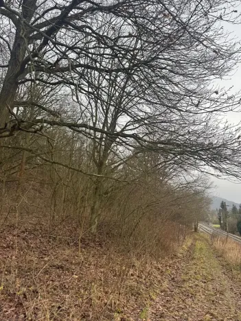 Prodej lesa, Ústí nad Labem, 41840 m2