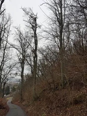 Prodej lesa, Ústí nad Labem, 41840 m2