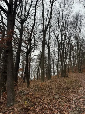 Prodej lesa, Ústí nad Labem, 41840 m2