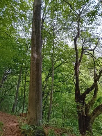 Prodej lesa, Štíty, 18750 m2