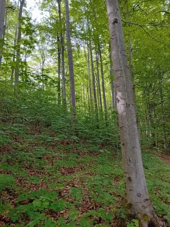 Prodej lesa, Štíty, 18750 m2