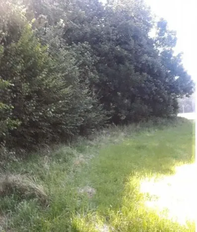 Prodej lesa, Vendryně, 3059 m2