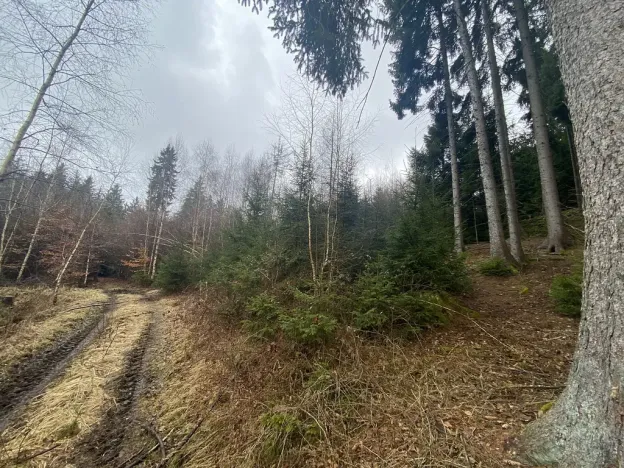 Prodej lesa, Kolinec - Buršice, 3423 m2