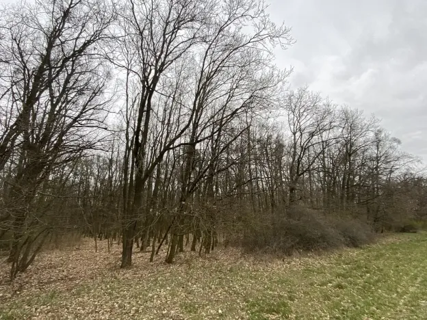 Prodej lesa, Silůvky, 174 m2