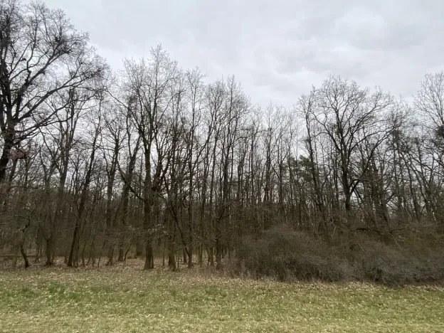 Prodej lesa, Silůvky, 174 m2